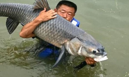 Ông Li Damao bị con cá chép "khủng" kéo xuống nước 6 lần.
