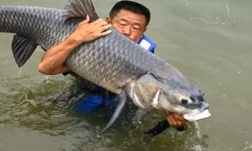 Ông Li Damao bị con cá chép "khủng" kéo xuống nước 6 lần.