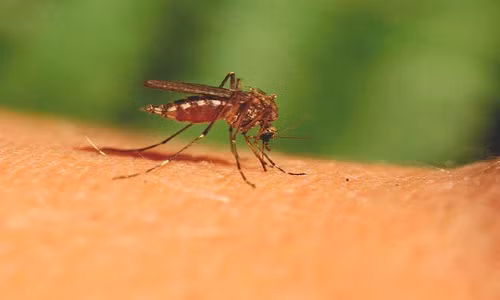 Những con muỗi đực "sát thủ" sẽ gây ra cái chết cho con cái sau khi "yêu" - ảnh minh họa từ internet