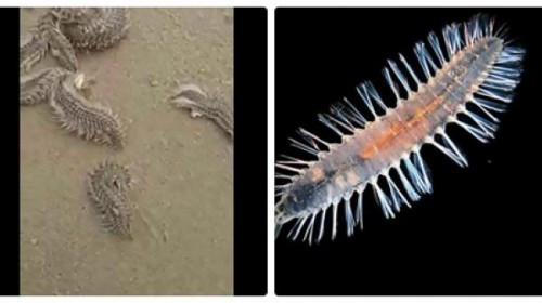 Tuong tan sau bien mang doc, can canh giac khi di du lich mua nay-Hinh-2