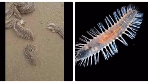 Tuong tan sau bien mang doc, can canh giac khi di du lich mua nay-Hinh-2