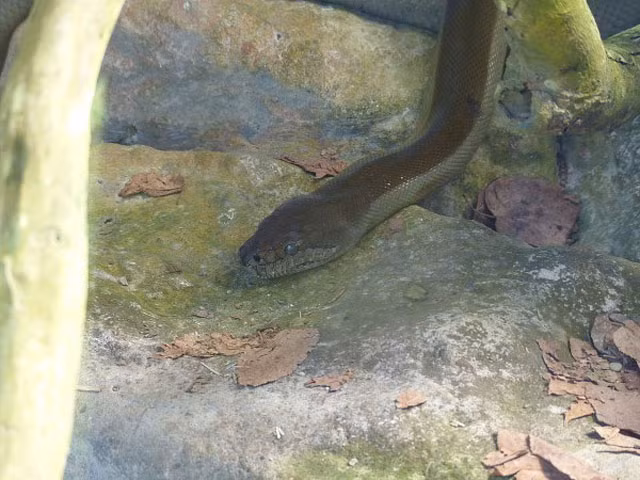 10. Trăn Papuan: chiều dài 4,39 m, khối lượng 22,5 kg.