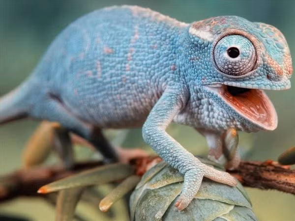 Lưỡi của tắc kè hoa Có thể bạn không tin nhưng lưỡi của tắc kè hoa còn dài hơn độ dài thân thể của chúng, thậm chí còn dài hơn. Chính vì thế, tắc kè hoa là một động vật săn côn trùng rất đáng gờm.