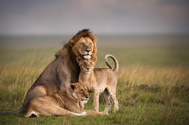 Những kẻ săn mồi trong câu chuyện di cư không thể không kể đến sư tử, báo hoa mai và báo đốm. Sau khi săn mồi và "no nê", chúng dành tới 20 giờ/ngày để ngủ và loanh quanh.