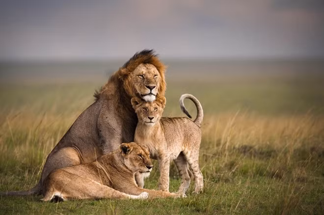 Những kẻ săn mồi trong câu chuyện di cư không thể không kể đến sư tử, báo hoa mai và báo đốm. Sau khi săn mồi và "no nê", chúng dành tới 20 giờ/ngày để ngủ và loanh quanh.