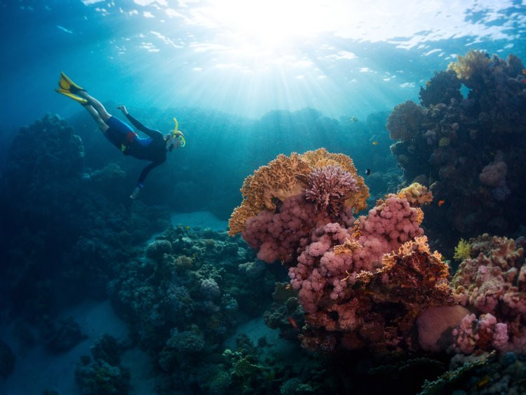 Khoảng 50% khí ôxy con người đang hít thở đến từ các đại dương. Loài tảo Phytoplankton sống trên bề mặt biển giúp hấp thụ khí CO2 và sản sinh ra khí ôxy.