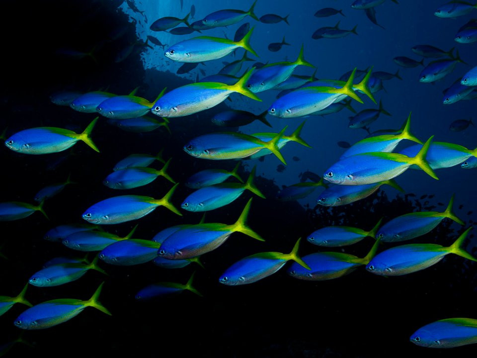 Độ sâu trung bình của các đại dương là 3.689 m.