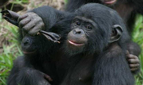 Con người không phải loài duy nhất ghét người khác "nhảy vào họng" khi đang nói - (Ảnh: SIMONE PIKA).