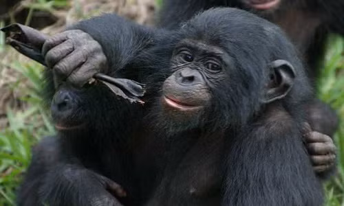 Con người không phải loài duy nhất ghét người khác "nhảy vào họng" khi đang nói - (Ảnh: SIMONE PIKA).