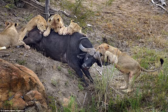 Những con sư tử tấn công liên hồi vào trâu rừng khiến nó kêu lên vì đau đớn. Tuy nhiên, một con sư tử cũng bị thương khá nặng khi bị sừng trâu đâm vào nách.