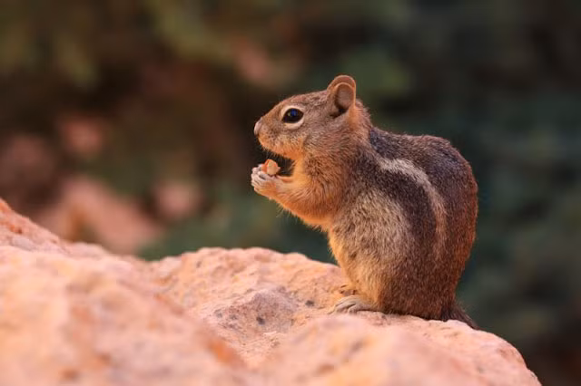 9. Sóc chuột: Thời gian mang thai của loài động vật này là 31 ngày