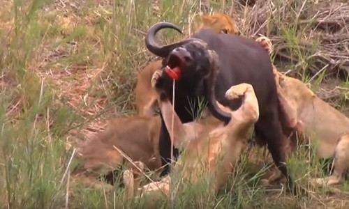 Trâu rừng không dễ dàng chịu khuất phục trước bầy sư tử.