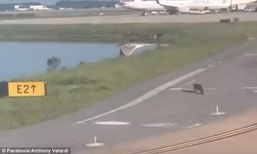 Một con cá sấu đang đi trên đường băng. Một con cá sấu đang đi trên đường băng.