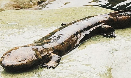 Kỳ giông khổng lồ Trung Quốc. Nguồn: Latestly