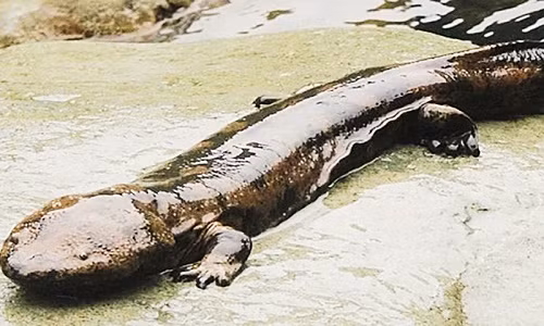 Kỳ giông khổng lồ Trung Quốc. Nguồn: Latestly Kỳ giông khổng lồ Trung Quốc. Nguồn: Latestly