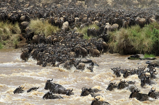 Theo các chuyên gia động vật học, trong mỗi đợt di cư hàng năm sẽ có khoảng 10.000 con vật phải bỏ mạng khi băng qua các con sông. Đây được coi là vòng đời và chu kỳ của cuộc sống. Những con vật chết đi sẽ làm mồi cho báo, cá sấu, kền kền.