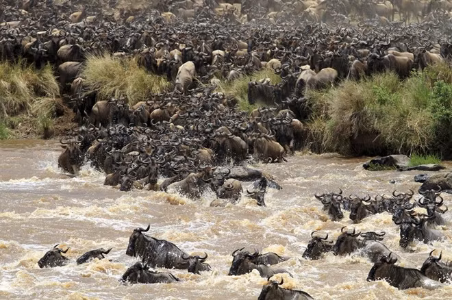 Theo các chuyên gia động vật học, trong mỗi đợt di cư hàng năm sẽ có khoảng 10.000 con vật phải bỏ mạng khi băng qua các con sông. Đây được coi là vòng đời và chu kỳ của cuộc sống. Những con vật chết đi sẽ làm mồi cho báo, cá sấu, kền kền.