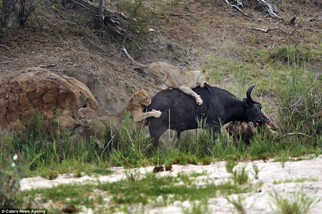 Tuy khá khỏe mạnh, nhưng bị 5 con sư tử tấn công nên trâu rừng cũng không thể làm gì khác ngoài kêu lên đau đớn.