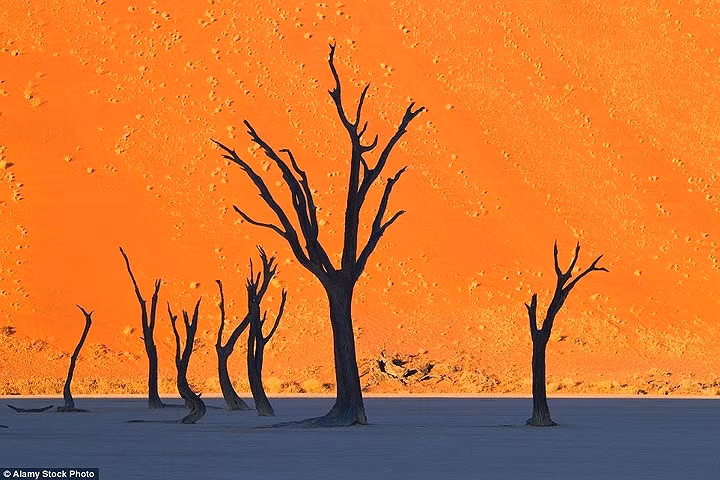 Những thân cây khô nổi bật trên nền cát vàng ở Dead Vlei - hay còn gọi là Nghĩa địa cây khô ở Namibia trông giống như một bức tranh.