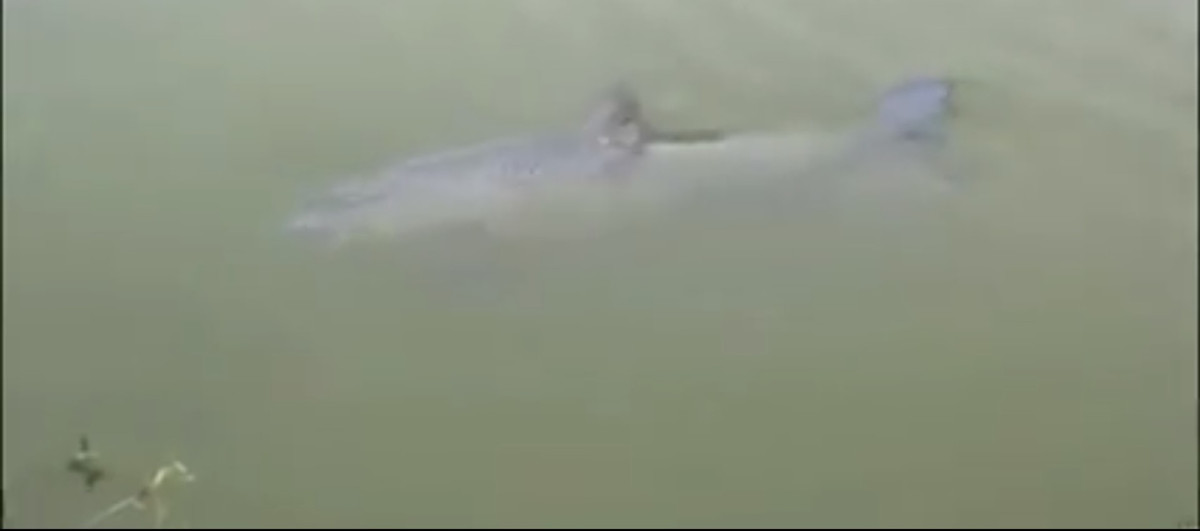 Chú cá nổi lên mặt nước. (Ảnh chụp màn hình).