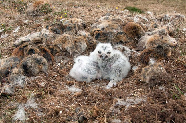 Bạn có tin không, tất cả số mồi này do một mình cú tuyết trống đảm nhận - (Ảnh: Dan Cox).