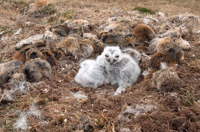 Bạn có tin không, tất cả số mồi này do một mình cú tuyết trống đảm nhận - (Ảnh: Dan Cox). Bạn có tin không, tất cả số mồi này do một mình cú tuyết trống đảm nhận - (Ảnh: Dan Cox).