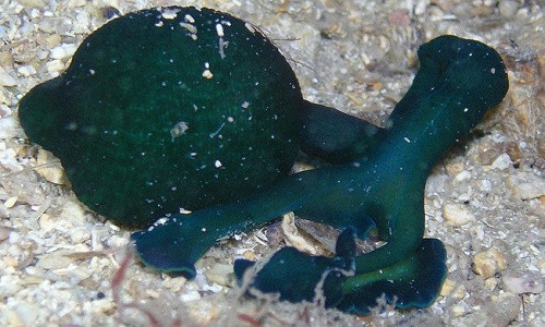 Giun Bonellia viridis. (Ảnh: Nat Geo).