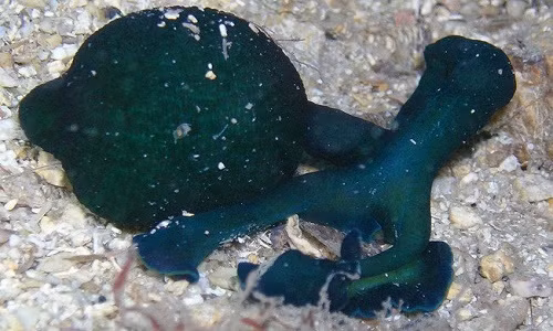 Giun Bonellia viridis. (Ảnh: Nat Geo).