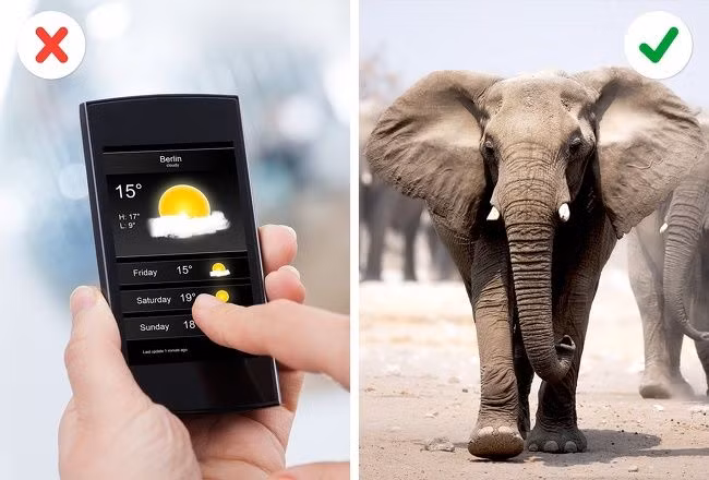 Dự báo thời tiết nhờ voi Các nhà khoa học đã nghiên cứu, theo dõi loài voi trong nhiều năm và phát hiện ra voi có thể phát hiện ra cơn bão trong khoảng cách hơn 104 km. Nếu một con voi quyết định rời khỏi một nơi nào đó thì ngày hôm sau ắt hẳn sẽ có mưa. Vì thế, nếu đang ở cùng một con voi, bạn có thể tham khảo ý kiến của chúng xem ngày mai ra khỏi nhà có cần mang áo mưa đi không nhé!