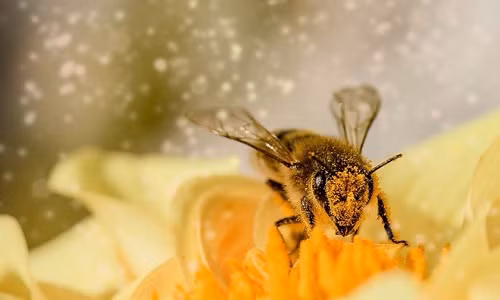 Phat hien bang chung loai ong hieu so 0 nho hon 1?