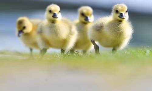 9 sự thật về loài vịt khiến bạn té ngửa 9 su that ve loai vit khien ban te ngua