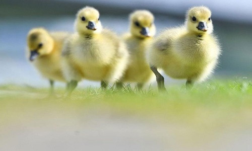 9 su that ve loai vit khien ban te ngua