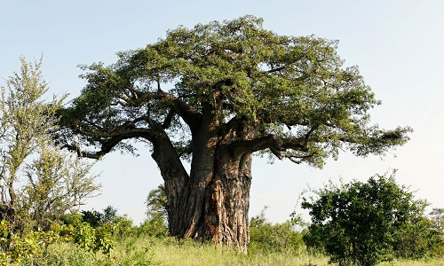 Một cây baobab ở Nam Phi. (Ảnh: Alamy)