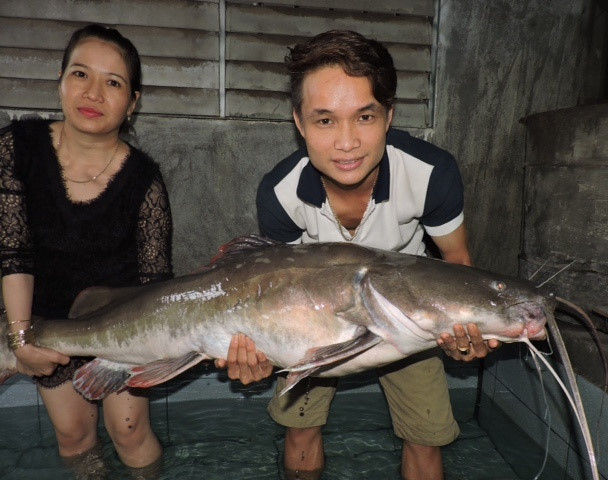 Cá lăng có nguồn gốc từ châu Á và châu Phi. Ở Việt Nam cá lăng phân bố ở cá ba miền Bắc - Trung - Nam. Ở khu vực miền Bắc Cá Lăng có ở các con sông, suối ở miền núi, nơi các con sông có dòng chảy mạnh hay ở ghềnh thác như Sông Đà, Sông Hồng, Sông Lô. Ảnh: Con cá lăng gần 50 kg được người dân câu được trên sông Sêrêpốk (Nguồn ảnh: Zing.vn)