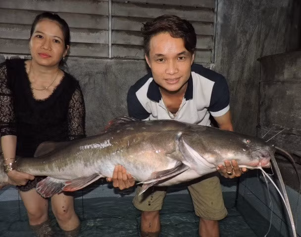 Cá lăng có nguồn gốc từ châu Á và châu Phi. Ở Việt Nam cá lăng phân bố ở cá ba miền Bắc - Trung - Nam. Ở khu vực miền Bắc Cá Lăng có ở các con sông, suối ở miền núi, nơi các con sông có dòng chảy mạnh hay ở ghềnh thác như Sông Đà, Sông Hồng, Sông Lô. Ảnh: Con cá lăng gần 50 kg được người dân câu được trên sông Sêrêpốk (Nguồn ảnh: Zing.vn)