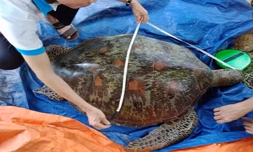 Rùa biển nặng 80kg mắc lưới ngư dân. Ảnh: Dân Việt