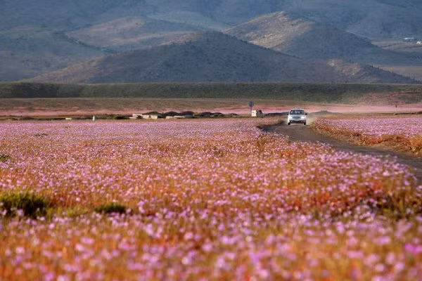 Hoang mạc nở hoa Hiện tượng El Nino đã gây ra những cơn mưa như trút nước xuống hoang mạc Atacama (Peru) - một trong những miền đất cằn cỗi nhất trên Trái đất. Sau đó không lâu, cả một vùng hoang mạc lập tức đâm chồi nảy lộc và nở hoa rực rỡ. Đây là hiện tượng chưa từng có trong lịch sử.