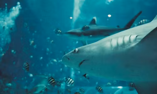 Cá mập không quan tâm đến việc gặp gỡ hoặc ăn chúng ta khi chúng ta ở trong lãnh thổ của chúng. Năm ngoái, đã có 155 trường hợp đối mặt với cá mập được ghi nhận trên thế giới (theo Shark Attack File).