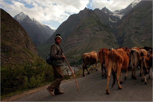 Đất đai khan hiếm và thời tiết khắc nghiệt là những nguyên nhân chính của chế độ đa phu ở dãy Himalaya