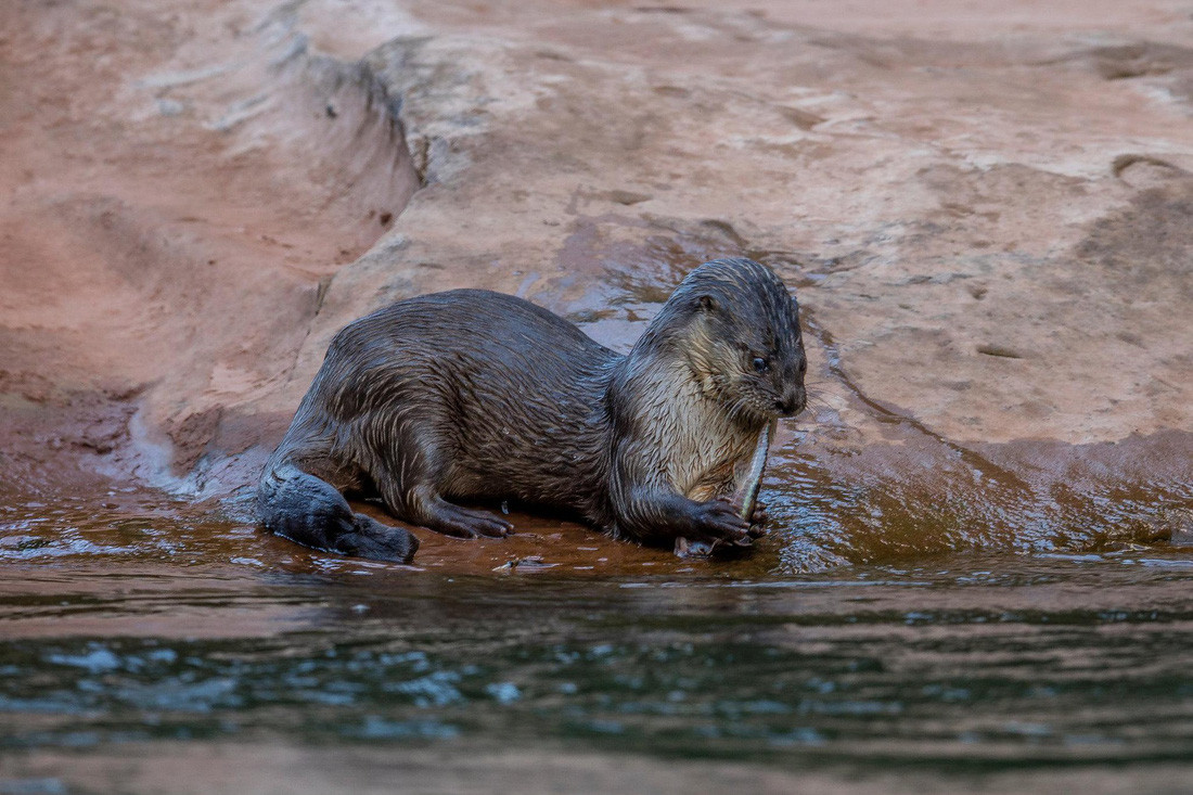 Rái cá sông Nam Mỹ - Ảnh: Rob Wallace