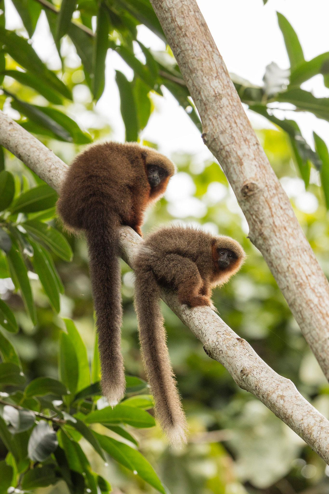 Khỉ titi Madidi - Ảnh: Rob Wallace