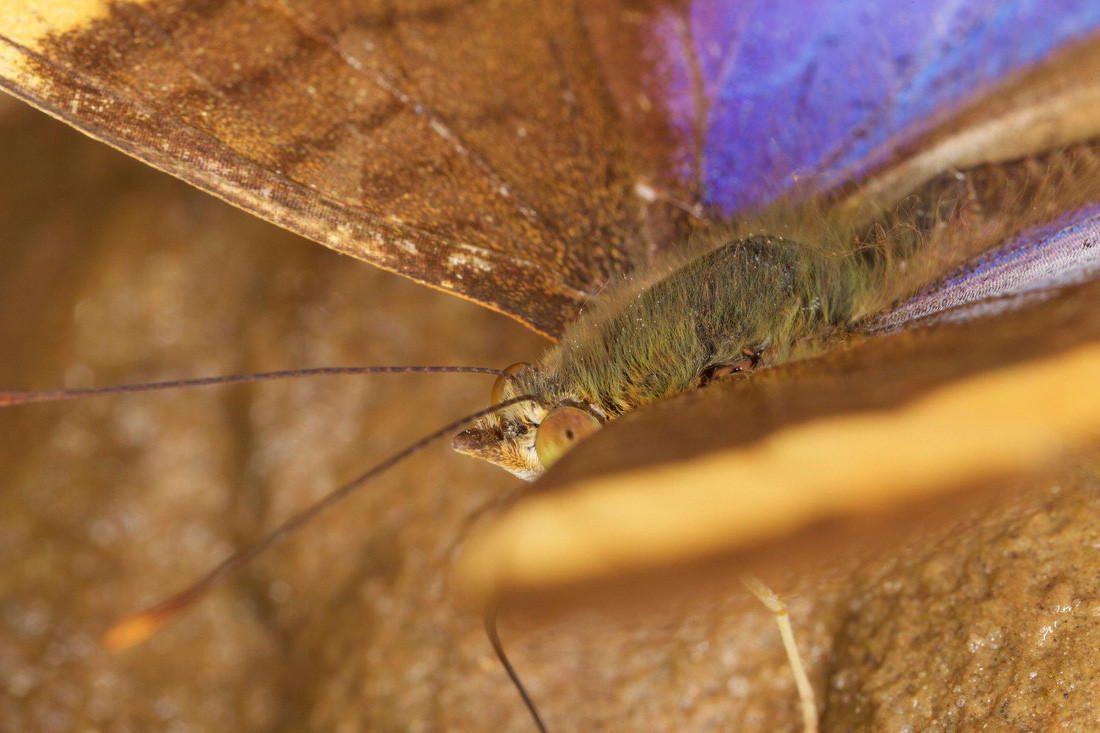 Nếu không may bị một vết xước trên da, bạn có thể bị đe dọa tính mạng vì có thể bị nhiễm ký sinh trùng nhiệt đới. Bướm Corinna Daggerwing - Ảnh: Mileniusz Spanowicz