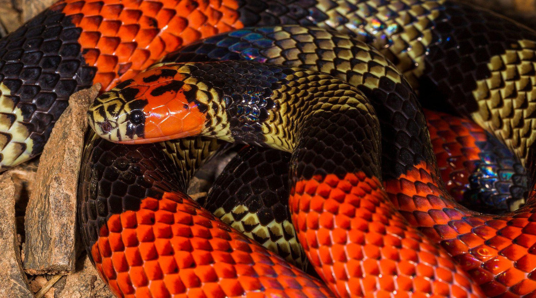 Rẳn hổ mang Bolivia - Ảnh: Mileniusz Spanowicz