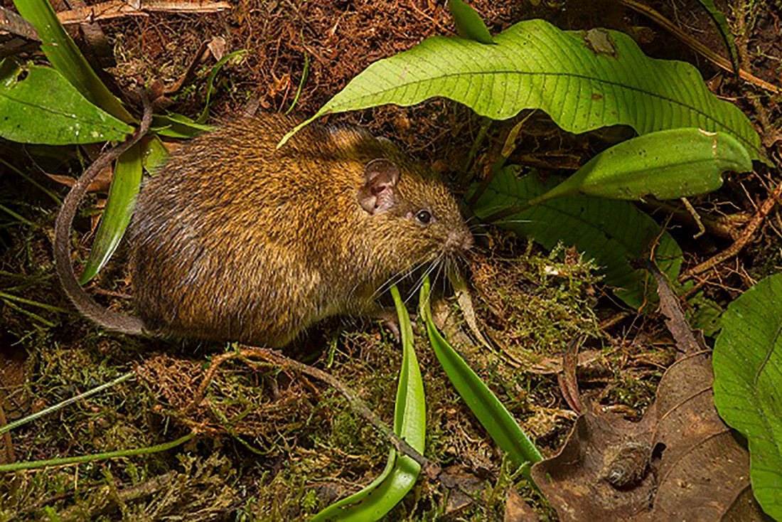 Dù đa dạng sinh học nhưng nơi đây tiềm ẩn nhiều nguy hiểm. Các nhà sinh vật học khuyên không nên chạm vào bất kỳ loài thực vật nào tại vườn quốc gia Madidi vì có thể gây ngứa, rát da, thậm chí chóng mặt. Chuột gai Madidi - Ảnh: Mileniusz Spanowicz