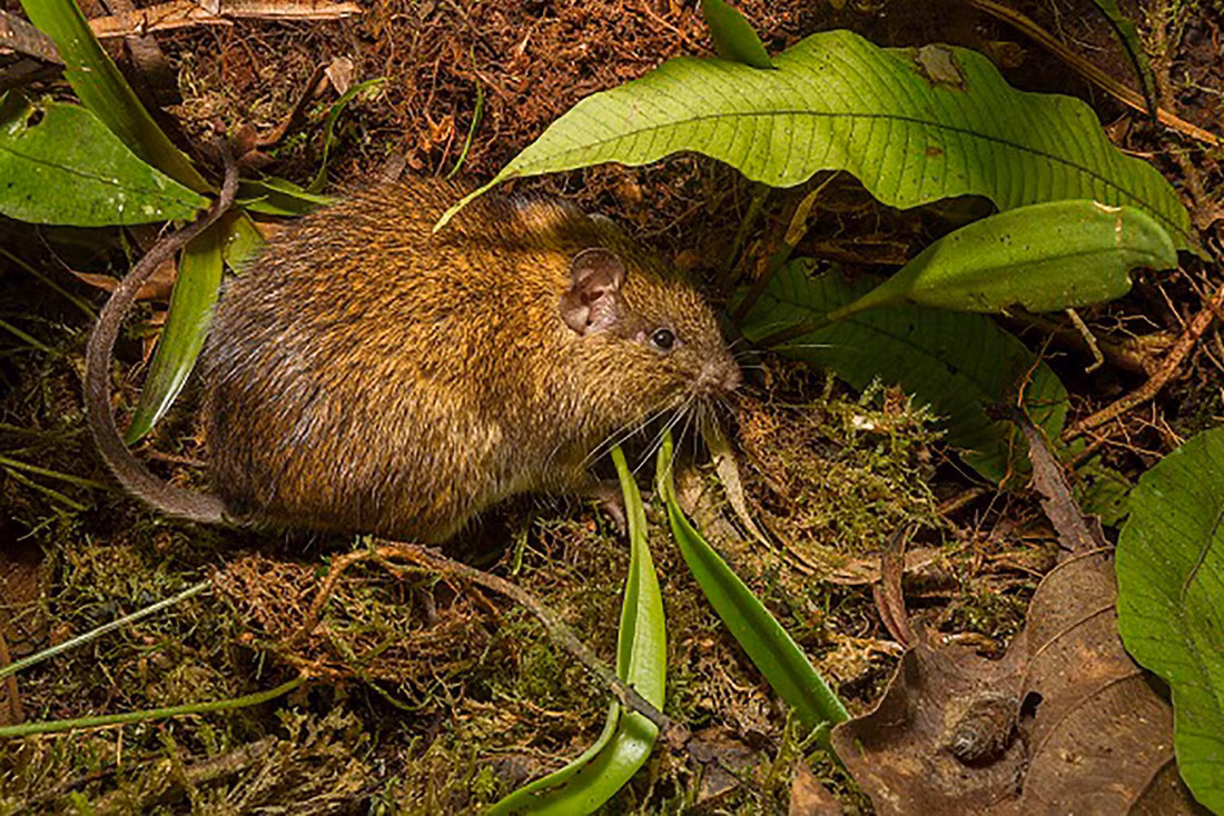 Dù đa dạng sinh học nhưng nơi đây tiềm ẩn nhiều nguy hiểm. Các nhà sinh vật học khuyên không nên chạm vào bất kỳ loài thực vật nào tại vườn quốc gia Madidi vì có thể gây ngứa, rát da, thậm chí chóng mặt. Chuột gai Madidi - Ảnh: Mileniusz Spanowicz