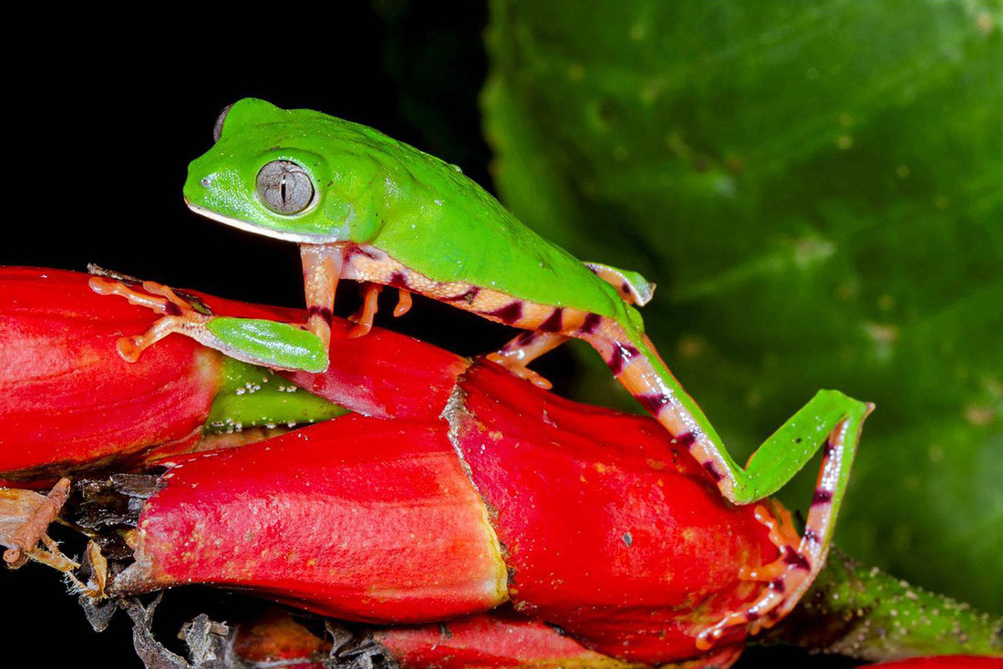 Ếch khỉ chân hổ - Ảnh: Mileniusz Spanowicz