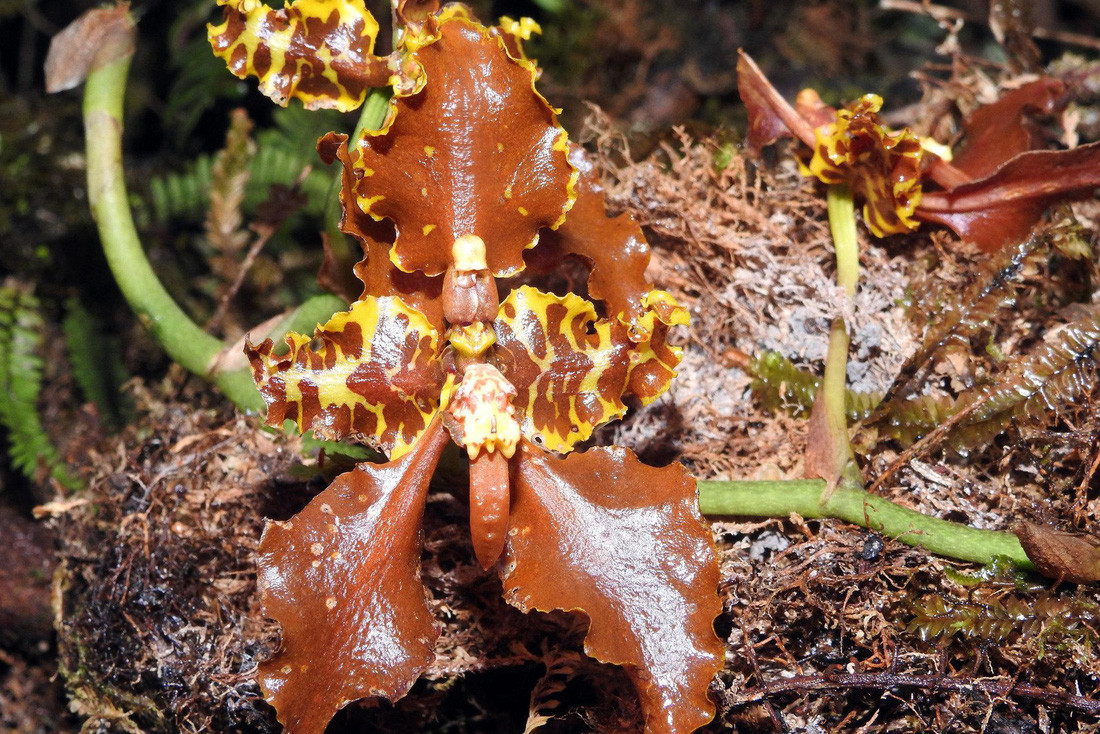 Tính ra, số lượng các loài trên hiện nay là khoảng 11.395 loài, sau khi tính toán trên lý thuyết và thực tế. Con số này chưa bao gồm các động vật khác thuộc ngành thân mềm, lớp giáp xác hay khoảng 120.000 loài côn trùng ở Madidi. Phong lan Madidi - Ảnh: Mileniusz Spanowicz