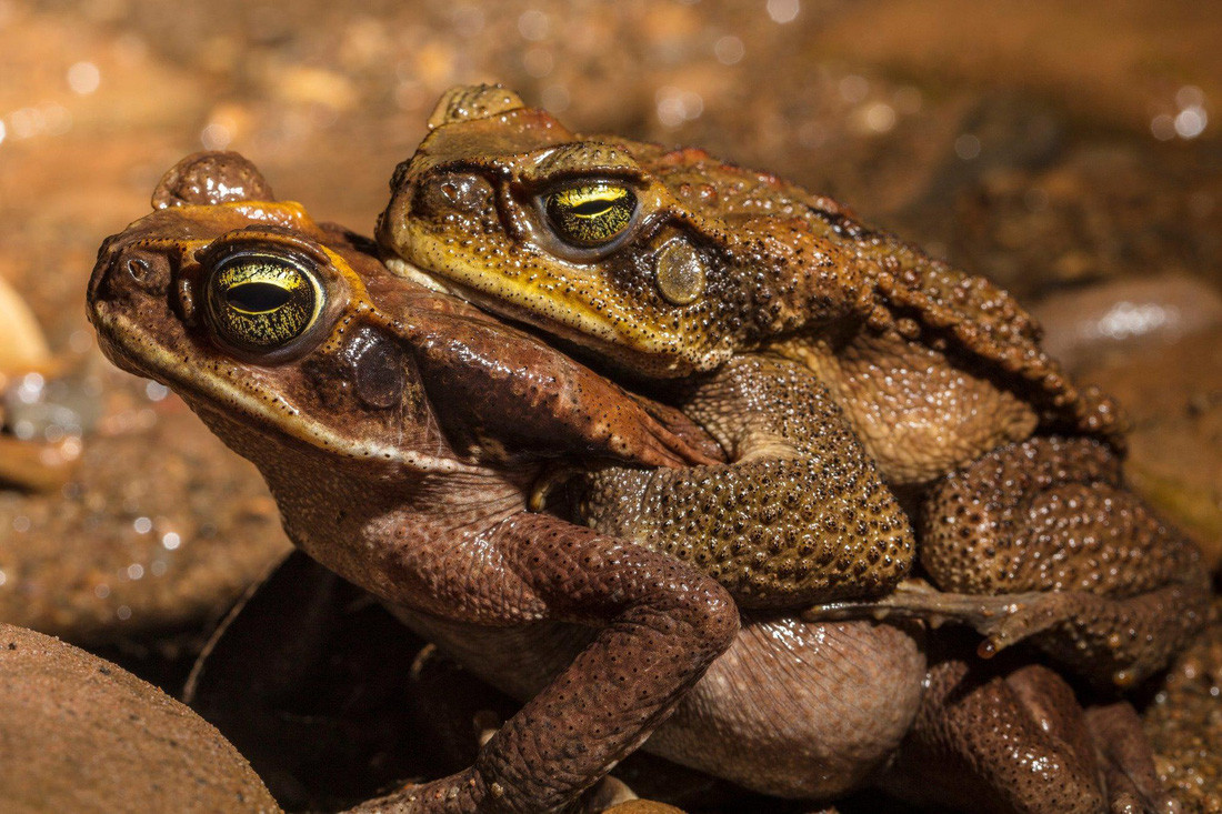 Trong cuộc khảo sát số lượng loài, nghiên cứu tài liệu là khẩu cực kì quan trọng vì nếu không, bạn có thể lầm tưởng một số loài đã biết là loài mới. Như trường hợp của khỉ tidi Madidi, được tìm thấy TS Wallace và Humberto Gomez tìm thấy năm 2000 nhưng sau đó năm 2004 lại được ghi nhận lại một lần nữa. Do đó cần nghiên cứu nhiều hơn nữa mới có thể đưa ra kết luận cuối cùng. Cóc xám Nam Mỹ - Ảnh: Rob Wallace