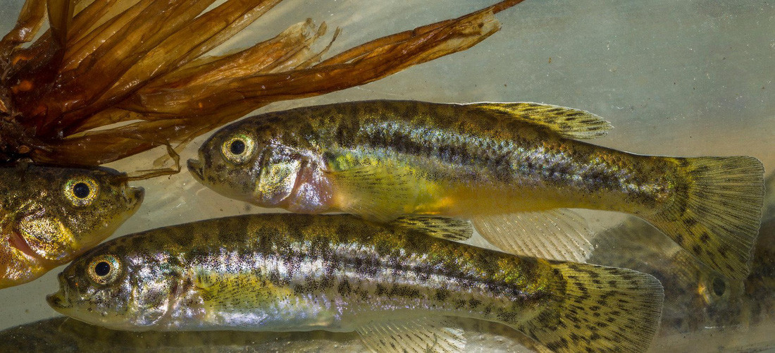 Thật ra Madidi có phải là vườn quốc gia đa dạng nhất thế giới hay không vẫn còn phải tranh cãi. Nhiều nhà sinh vật học cho rằng Vườn quốc gia Manu ở Peru mới giữ vị trí quán quân. Một số nhóm nghiên cứu khác thì chỉ ra số lượng lưỡng cư, bò sát ở Vườn quốc gia Yasuni, Ecuador "ăn đứt" Madidi. Cá chép răng Nam Mỹ - Ảnh: Mileniusz Spanowicz