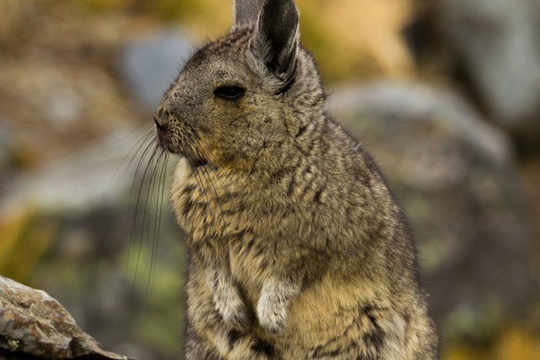 Chuột Viscacha miền bắc - Ảnh: Rob Wallace